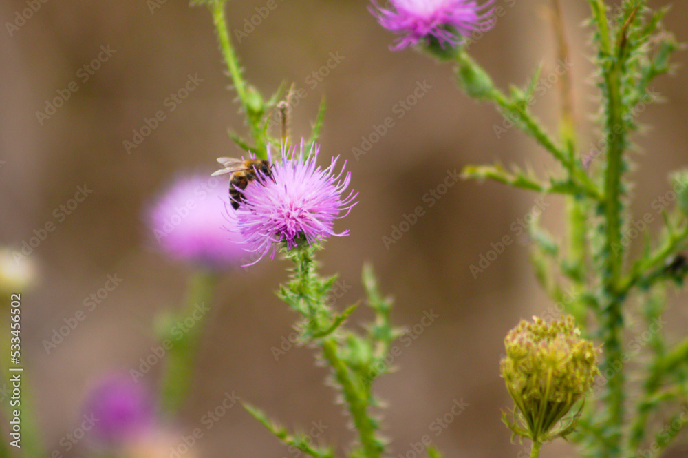 Closeup of bee on spiny plumeless thistle flower with selective focus on foreground Closeup of bee on spiny plumeless thistle flower with selective focus on foreground