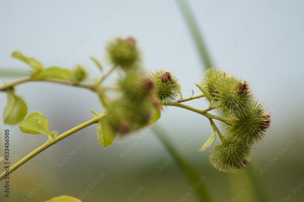 Closeup of green lesser burdock buds with blue sky on background and selective focus on foreground
