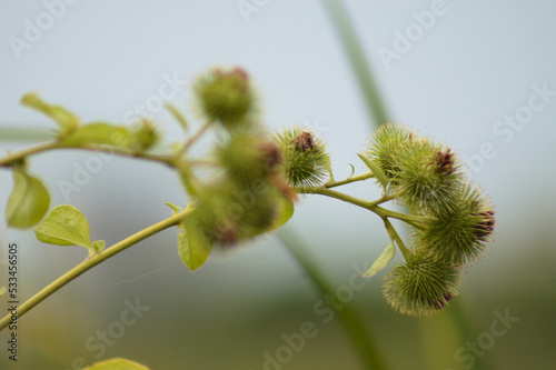 Closeup of green lesser burdock buds with blue sky on background and selective focus on foreground