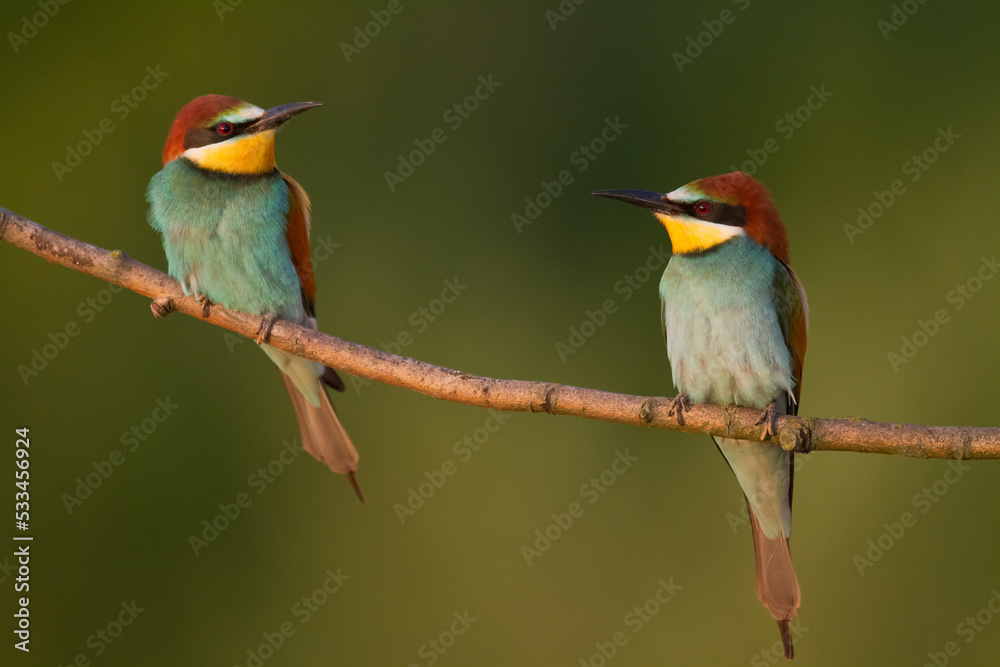 European Bee-Eater (Merops apiaster) perched on Branch near Breeding Colony. Wildlife scene of Nature in Northern Poland - Europe European Bee-Eater (Merops apiaster) perched on Branch near Breeding Colony. Wildlife scene of Nature in Northern Poland - Europe