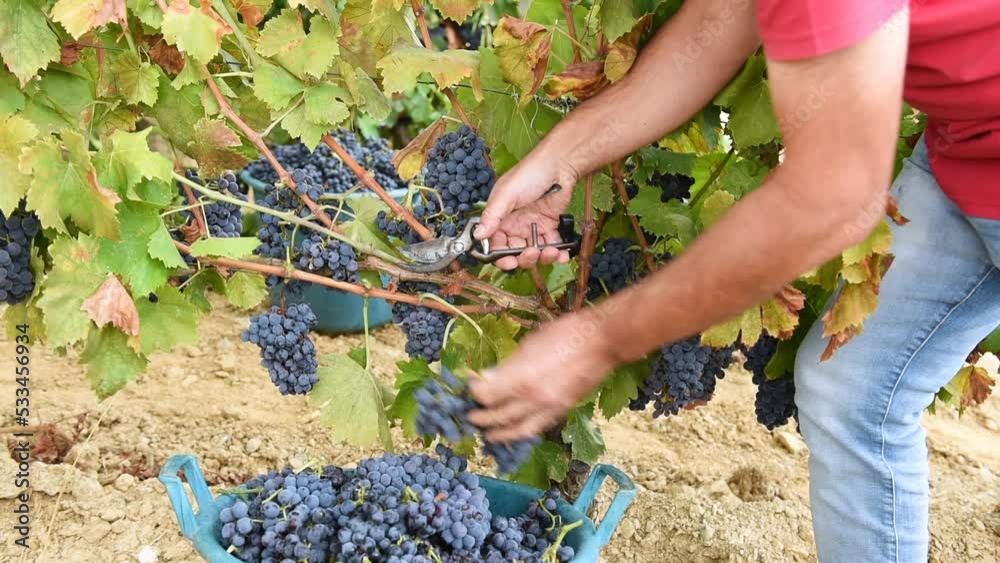 Cannonau grapes. Farmer manually harvesting the bunches of grapes with scissors. Traditional agriculture. Sardinia.