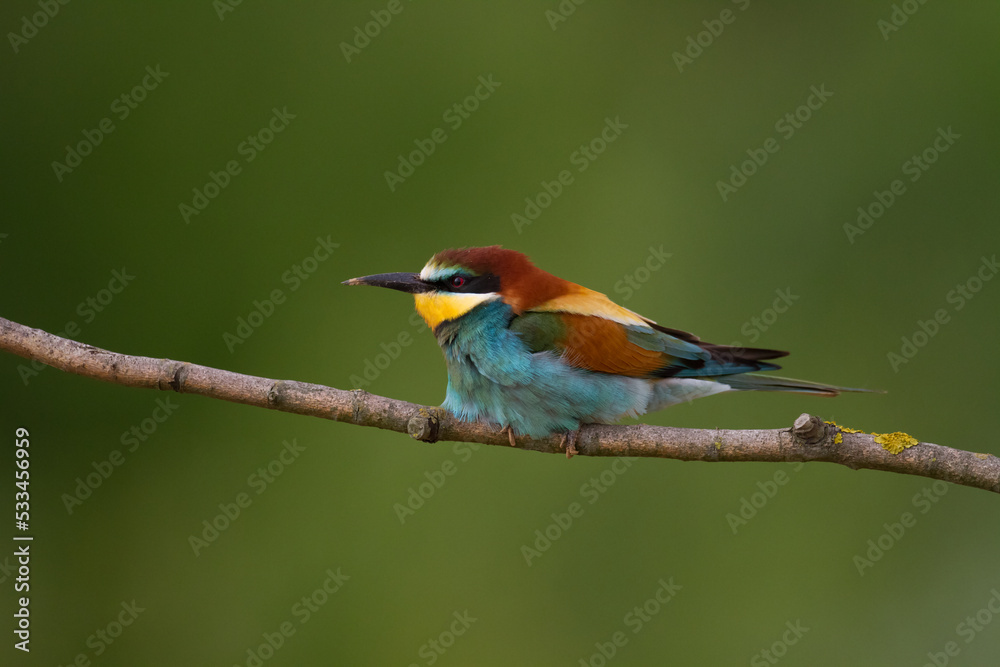 European Bee-Eater (Merops apiaster) perched on Branch near Breeding Colony. Wildlife scene of Nature in Northern Poland - Europe