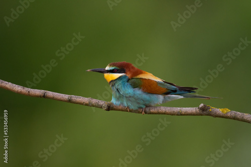 European Bee-Eater (Merops apiaster) perched on Branch near Breeding Colony. Wildlife scene of Nature in Northern Poland - Europe © Marcin Perkowski