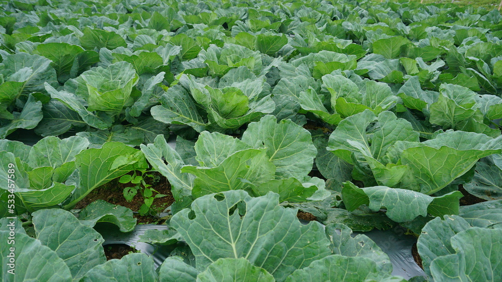 Broccoli plants that planted on the plantation on winter sesion, the leaves are green and look fresh - organic vegetable plantation
Broccoli plants that planted on the plantation on winter sesion, the leaves are green and look fresh - organic vegetable plantation