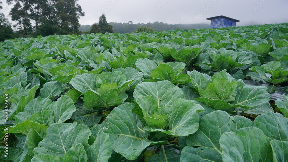 Broccoli plants that planted on the plantation on winter sesion, the leaves are green and look fresh - organic vegetable plantation
Broccoli plants that planted on the plantation on winter sesion, the leaves are green and look fresh - organic vegetable plantation