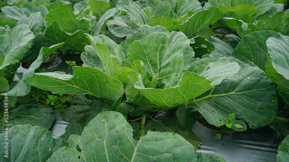 Broccoli plants that planted on the plantation on winter sesion, the leaves are green and look fresh - organic vegetable plantation
Broccoli plants that planted on the plantation on winter sesion, the leaves are green and look fresh - organic vegetable plantation
