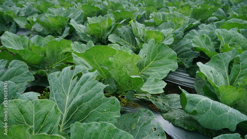 Broccoli plants that planted on the plantation on winter sesion, the leaves are green and look fresh - organic vegetable plantation
