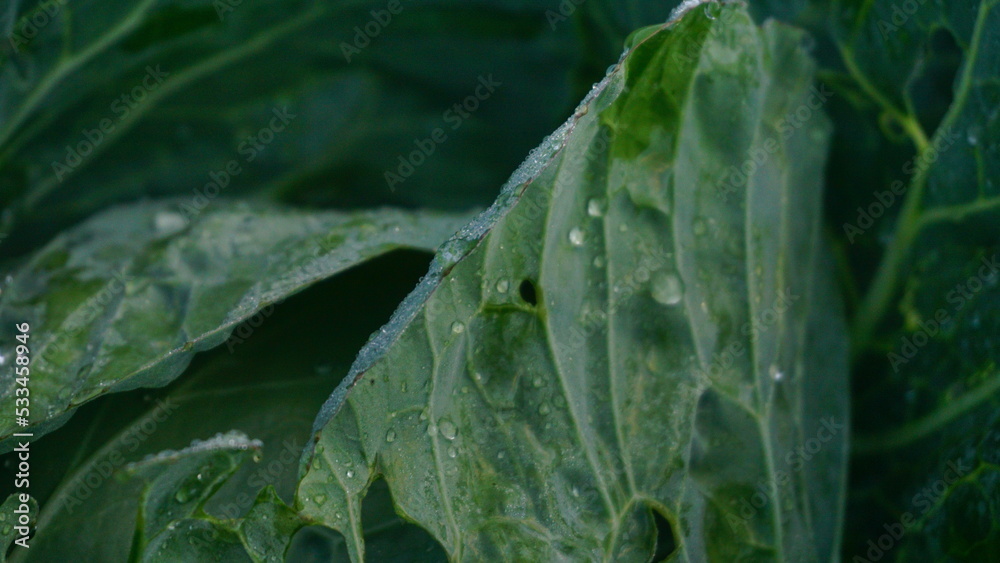 cabbage plants that planted on the plantation on winter sesion, the leaves are green and look fresh - organic vegetable plantation
cabbage plants that planted on the plantation on winter sesion, the leaves are green and look fresh - organic vegetable plantation