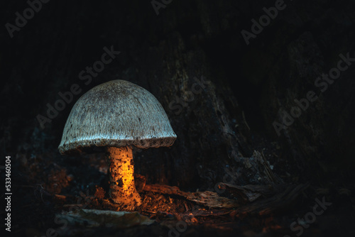 Mushroom gives light in the dark forest