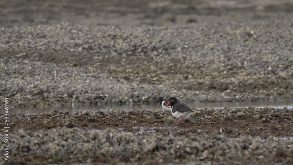 Eurasian oystercatcher near coast of Ireland Eurasian oystercatcher near coast of Ireland