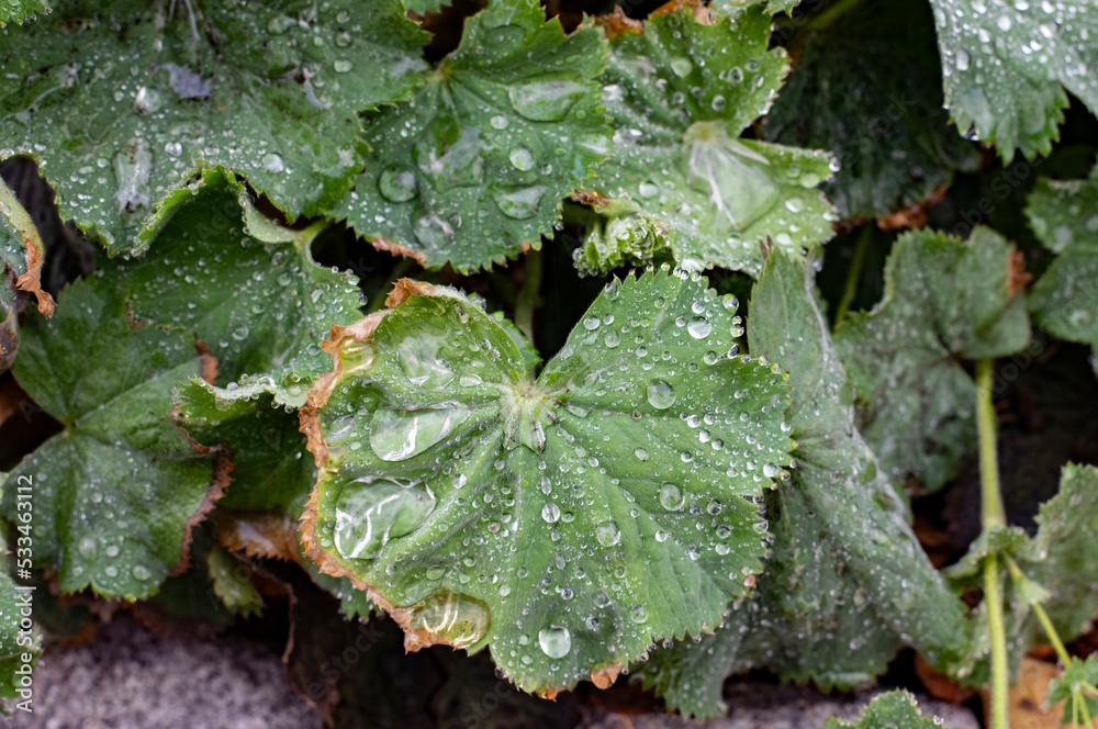 leaf with dew drops leaf with dew drops