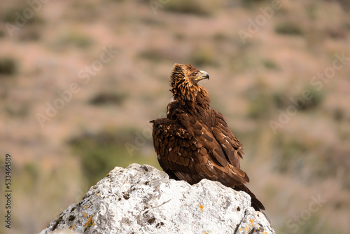 Águila real- Aquila chrysaetos