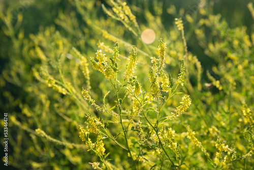 Melilotus officinalis or sweet yellow clover flowers in meadow selective focus image photo