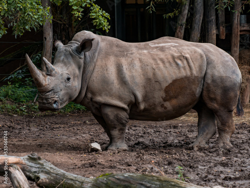 A rhinoceros standing in its enclosure looking into the distance in a zoo