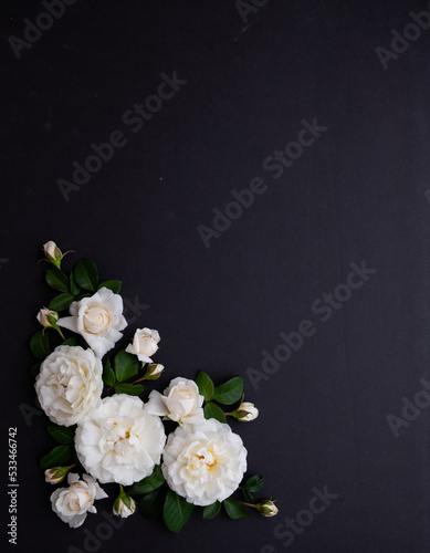 Lots of White Roses on Black Background