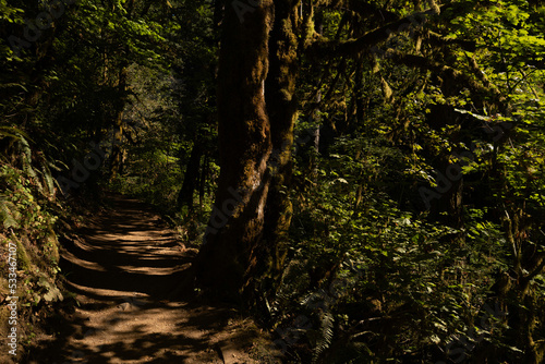 Footpath at dusk under rainforest trees in Silver Falls State Park  Oregon