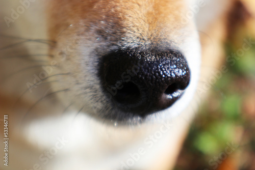 the nose of the red dog shiba inu close-up © Наталья Удалова