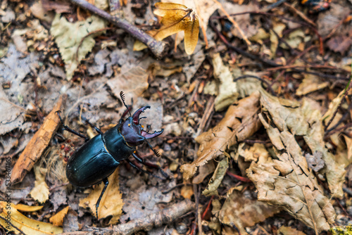 Stag beetle on dry leaves photo
