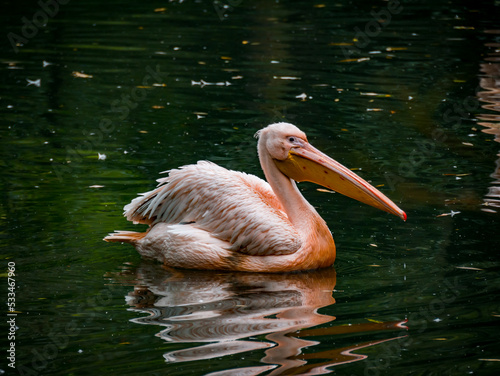 A pelican enjoys the water with others in the zoo photo