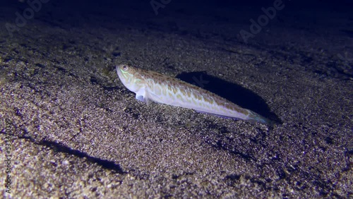 Marine life: Greater weever (Trachinus draco) waits for its prey on the sandy bottom, then swims away and buries itself. photo