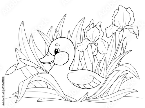 Duckling in the bushes of iris flowers. Coloring book, vector.