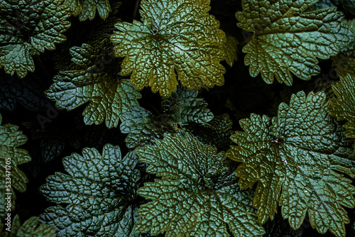 Dramatic Leaves