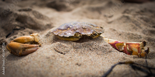 Dramatic Crab