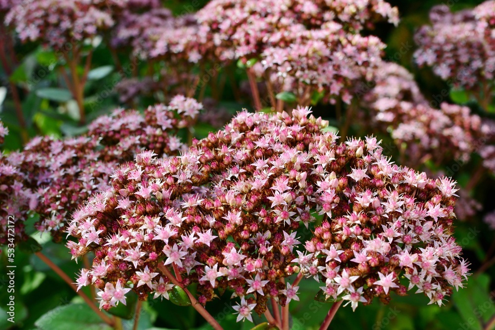 Fototapeta premium Stonecrop prominent sedum variety Matrona in the garden close up.