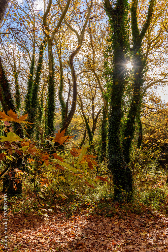 Rays of sunlight through the branches of trees with golden autumn foliage near voidomatis river in zagori epirus Greece.