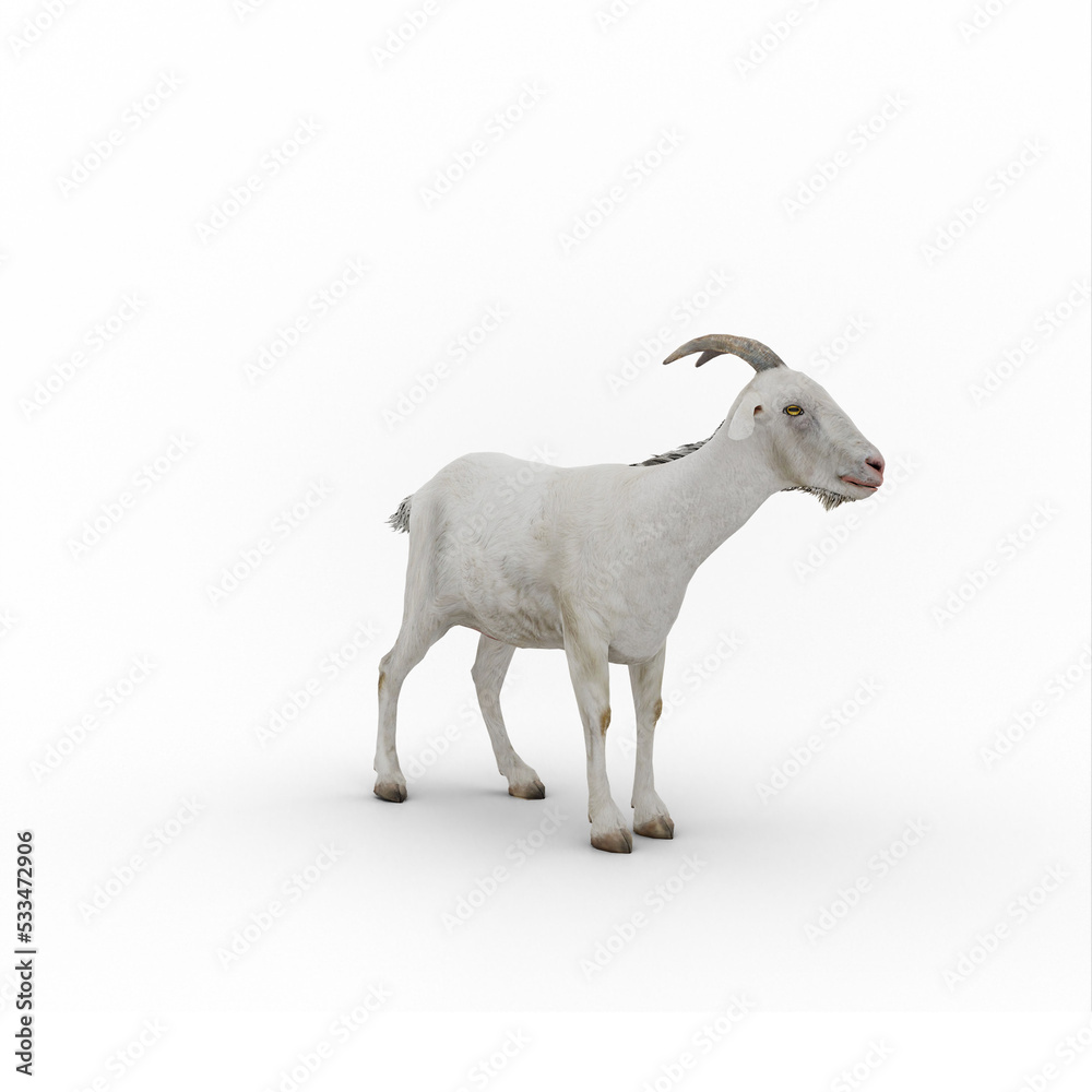 Fototapeta premium Alpine goat