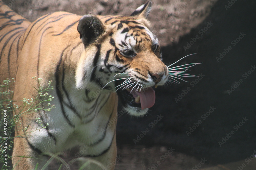 Naklejka premium tigre 