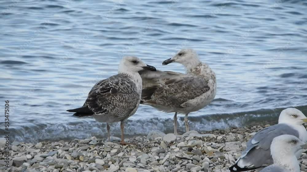 a pair of Mediterranean gulls - a large yellow-eyed bird with a white body and gray wings sits on a pebbly Black Sea beach in the early summer morning a pair of Mediterranean gulls - a large yellow-eyed bird with a white body and gray wings sits on a pebbly Black Sea beach in the early summer morning