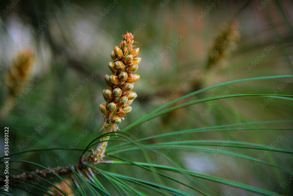 Nadelbaum in der Blüte