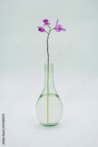flower in vase