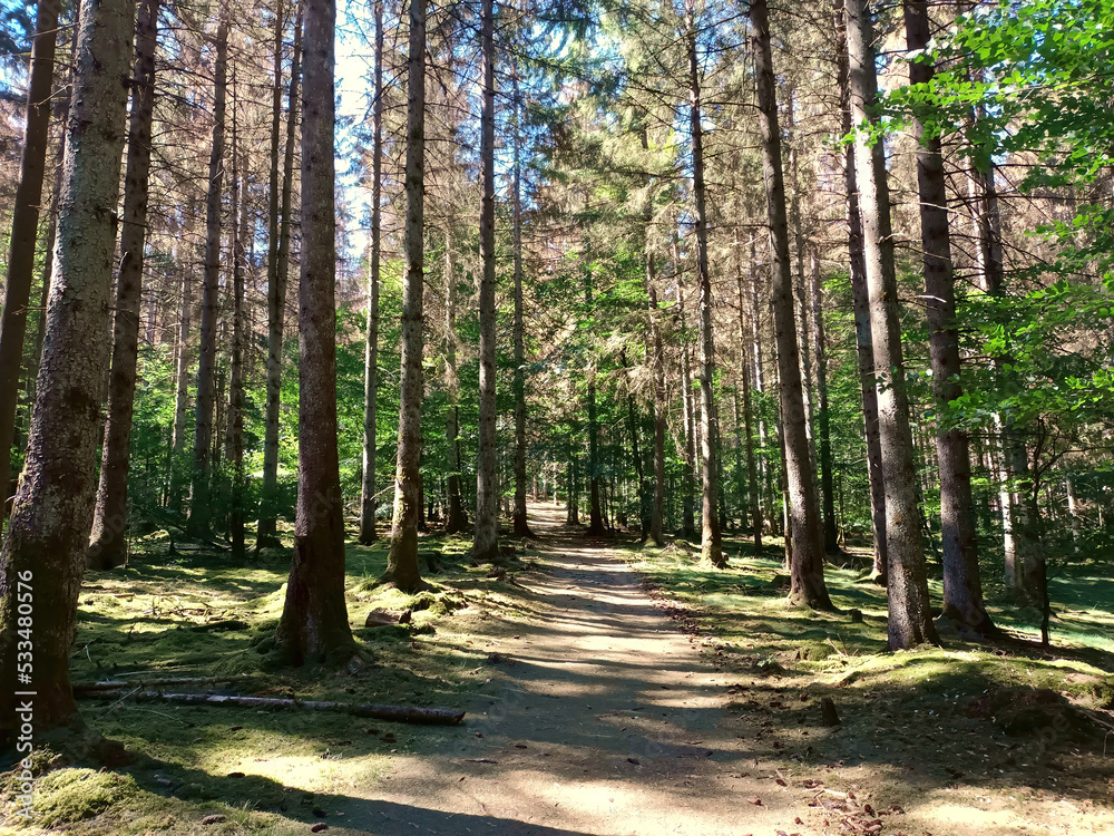 Fototapeta premium Wanderweg durch Fichten bei Börfink in Rheinland-Pfalz auf dem Saar-Hunsrück-Steig und der Traumschleife Börfinker Ochsentour.