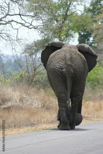 Walking elephant