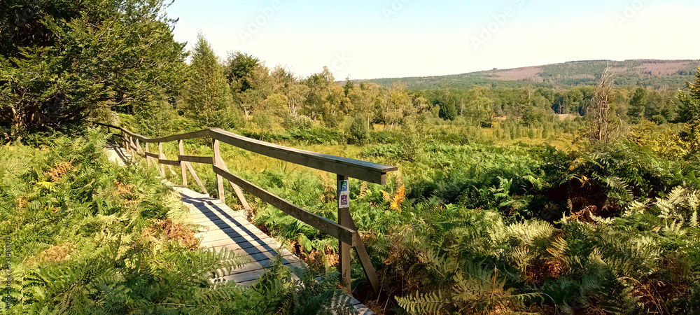 Wanderweg Traumschleife Börfinker Ochsentour am Moor Ochsenbruch bei Börfink im Hunsrück, Landkreis Birkenfeld, Rheinland-Pfalz mit Blick in die Hunsrück-Wälder. Wanderweg Traumschleife Börfinker Ochsentour am Moor Ochsenbruch bei Börfink im Hunsrück, Landkreis Birkenfeld, Rheinland-Pfalz mit Blick in die Hunsrück-Wälder.