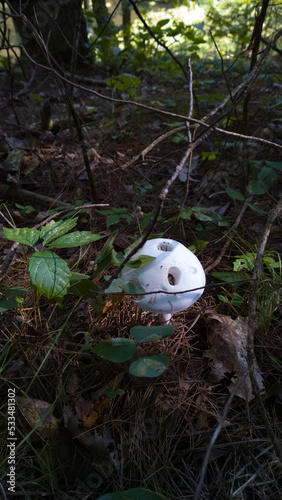 Holy Mushroom