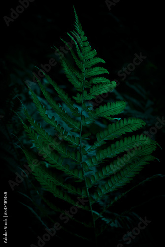Farnblatt im Wald in Nahaufnahme mit dunklem Hintergrund