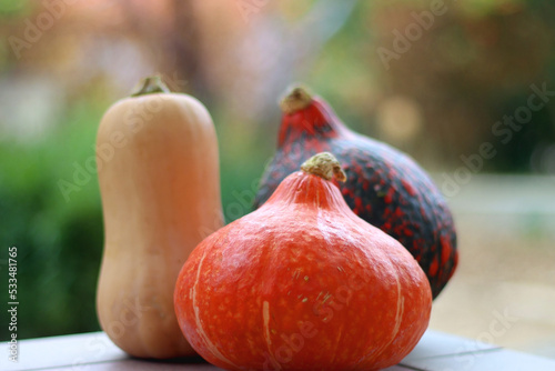 Two Hokkaido pumpkins and one butternut squash in the garden. Selective focus.