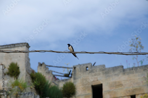 Swallow on a wire