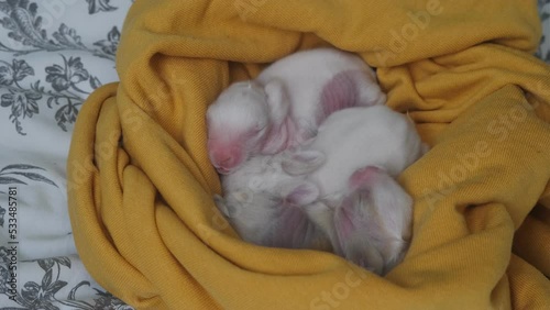 cute little sleeping bunnies in a blanket