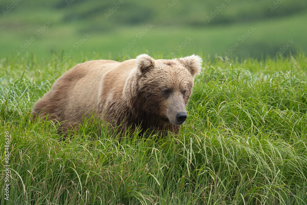 Fototapeta premium Alaskan brown bear feeding
