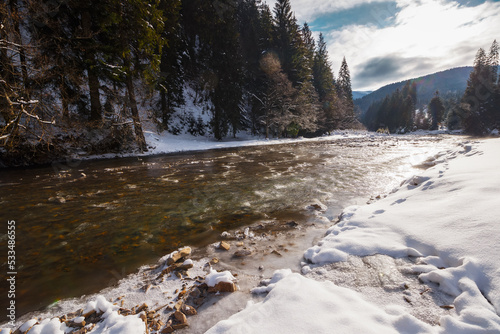 tereblya river in winter. snow covered shore with coniferous forest on the shore. mountains beneath a cloudy sky on a frosty morning in the distance. carpathian vacations in white season