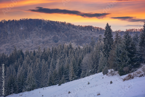 snow covered glade in coniferous forest. beautiful nature scenery at dusk. mountain landscape in winter