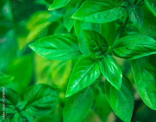 basil leaves in a garden