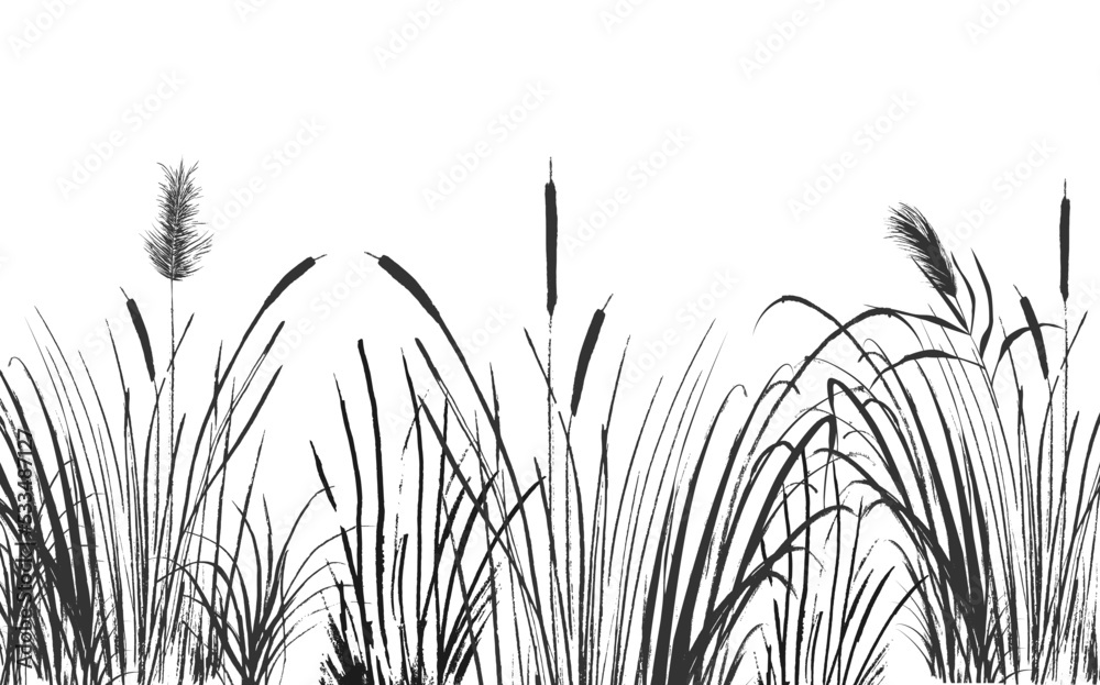 Image of a monochrome reed or bulrush on a white background.Isolated vector drawing. - obrazy, fototapety, plakaty 
