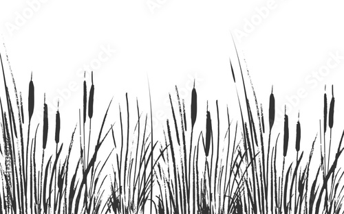 Image of a monochrome reed or bulrush on a white background.Isolated vector drawing.