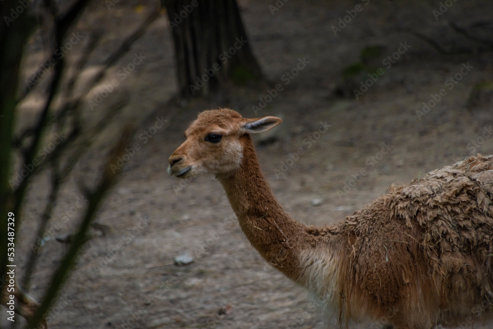 Young llama animal in summer cloudy dark day on dry floor