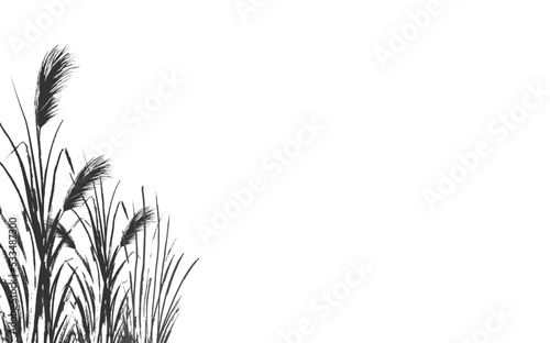 Image of a monochrome reed or bulrush on a white background.Isolated vector drawing.